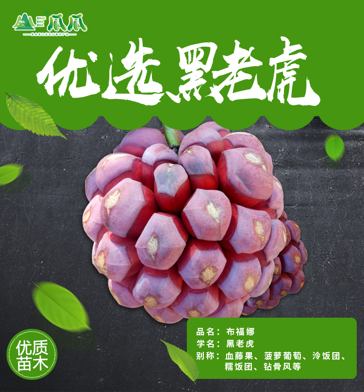 黑老虎苗木详情页_01.jpg