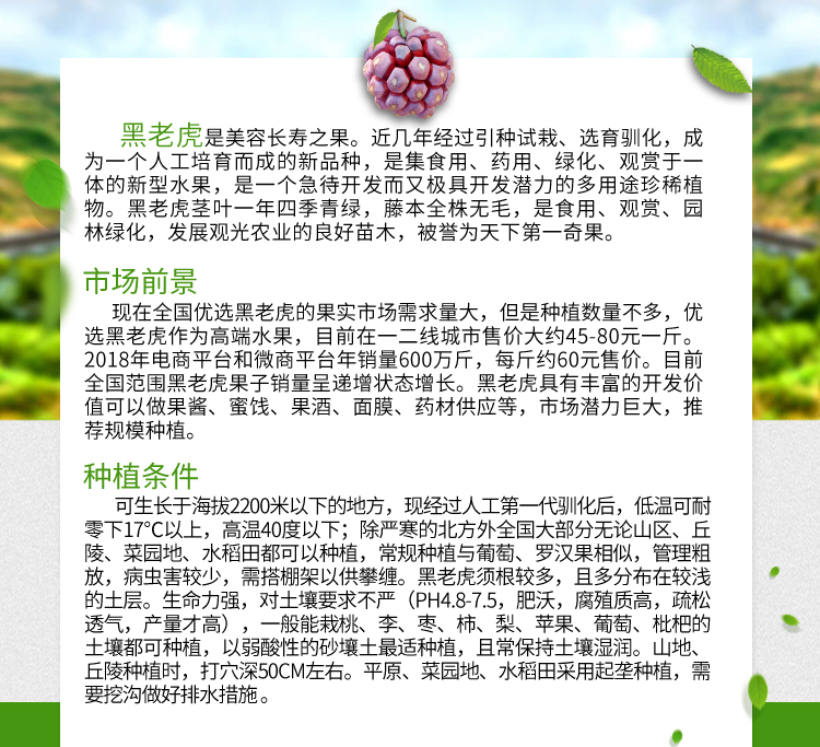 黑老虎苗木详情页_02.jpg