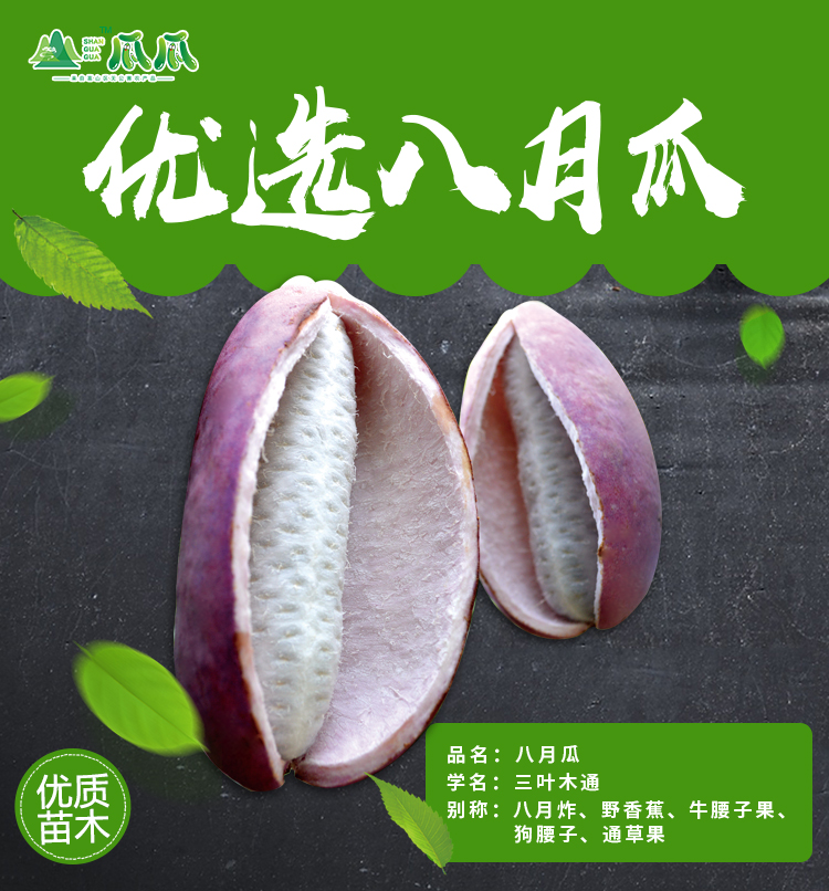 八月瓜苗 八月瓜苗