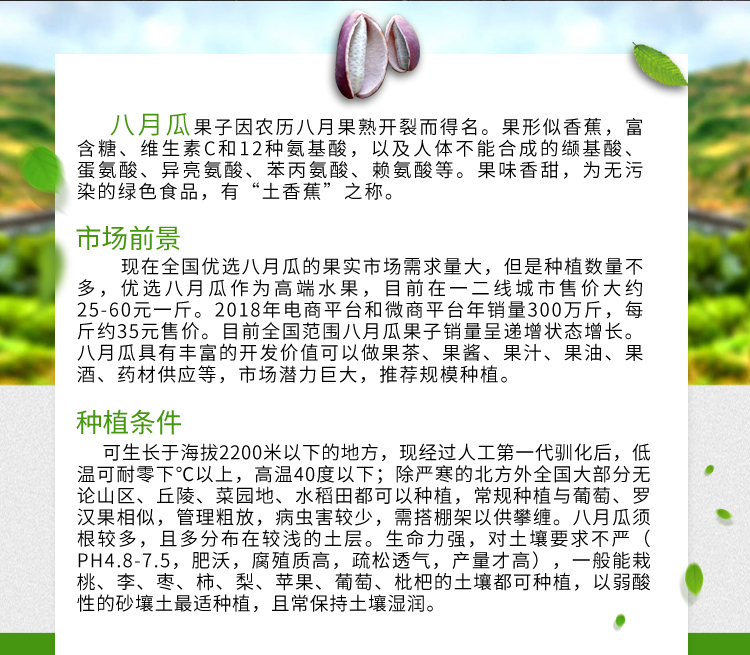 八月瓜苗木详情页_02.jpg
