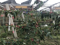 黑老虎展示基地
