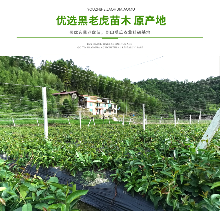 黑老虎苗木详情页_04.jpg
