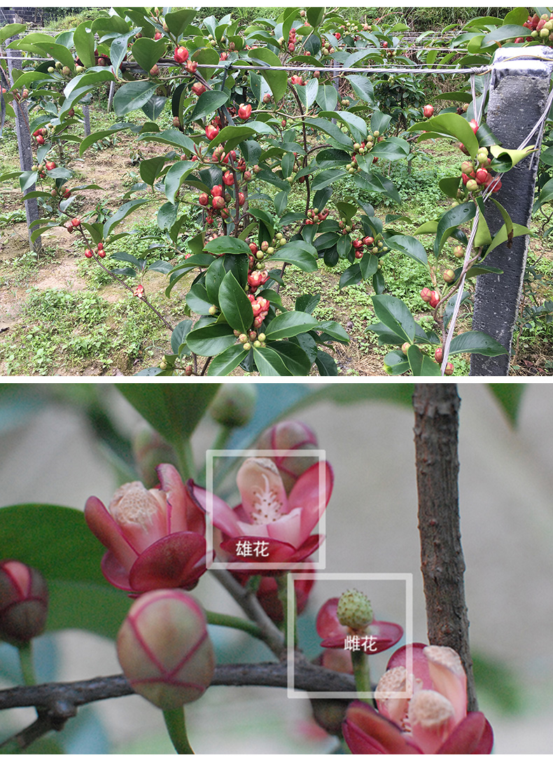 黑老虎苗 布福娜种子