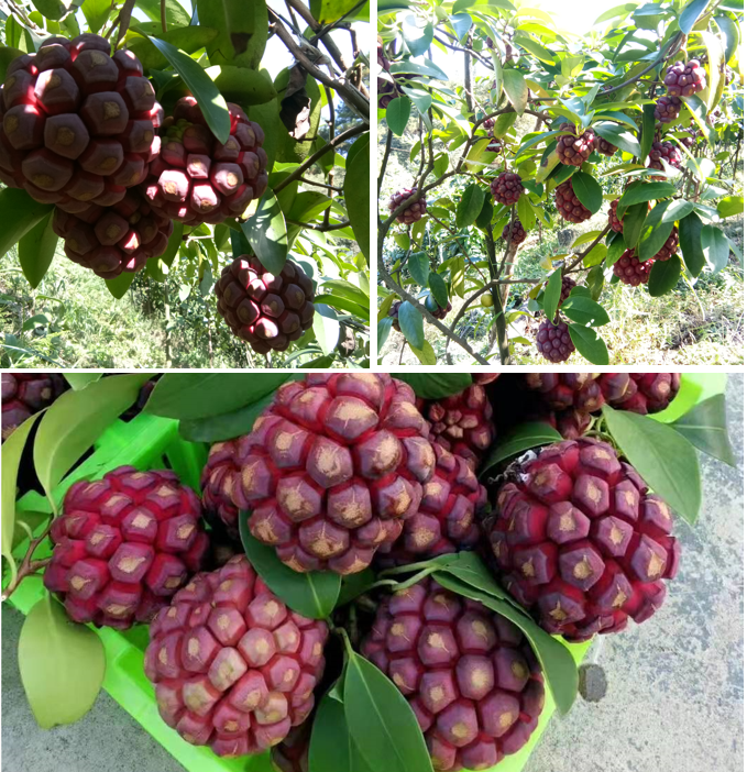 目前我司黑老虎科研品种已经全国推广种植万亩,标准化种植亩产3000斤