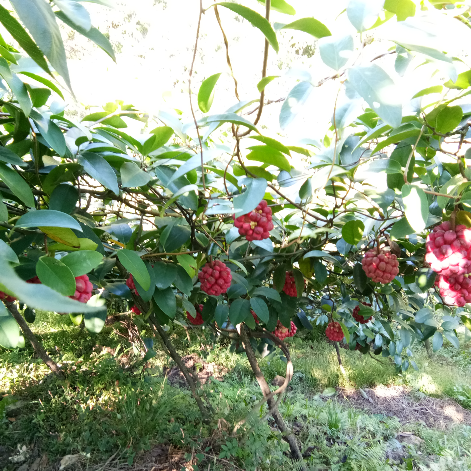 黑老虎种植技术简介